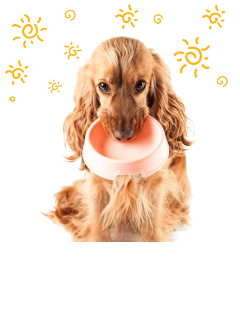 Pet Bowl