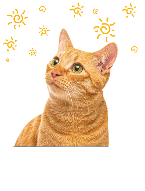 Cat Litter Box