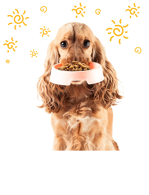 Pet Feeder