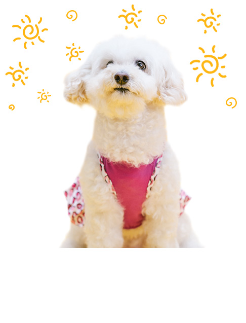Pet Beauty Supply