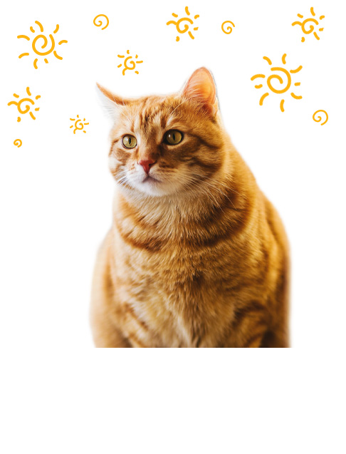 Cat Litter Scoop